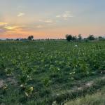 44 kanal land for sale