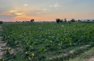 44 kanal land for sale